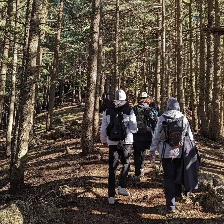 A group hiking through the cedar forest at Tikjda